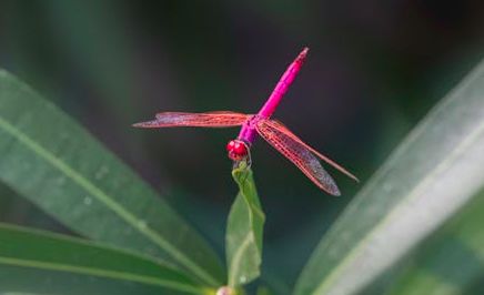 Trithemis, Libelle